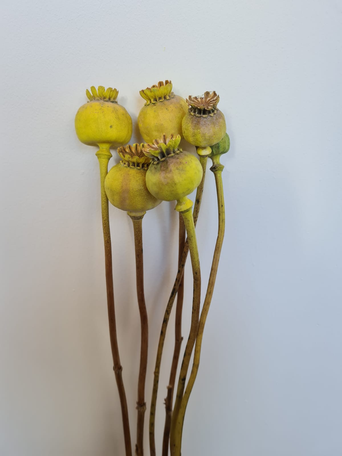dried poppy heads - yellow
