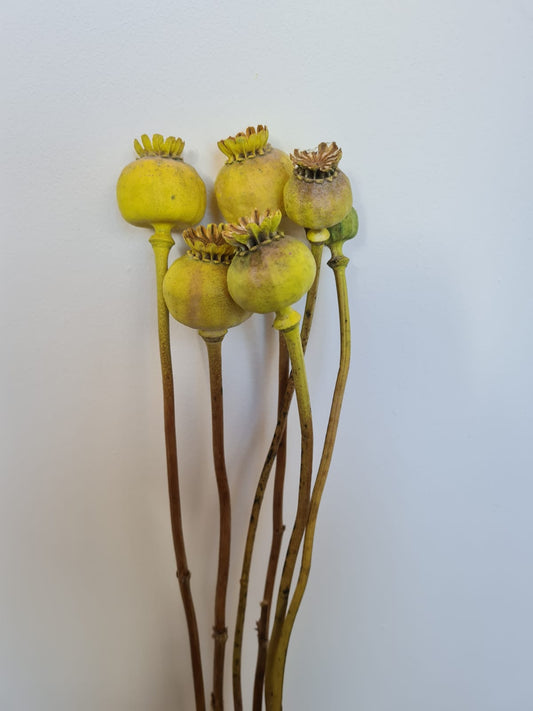 dried poppy heads - yellow