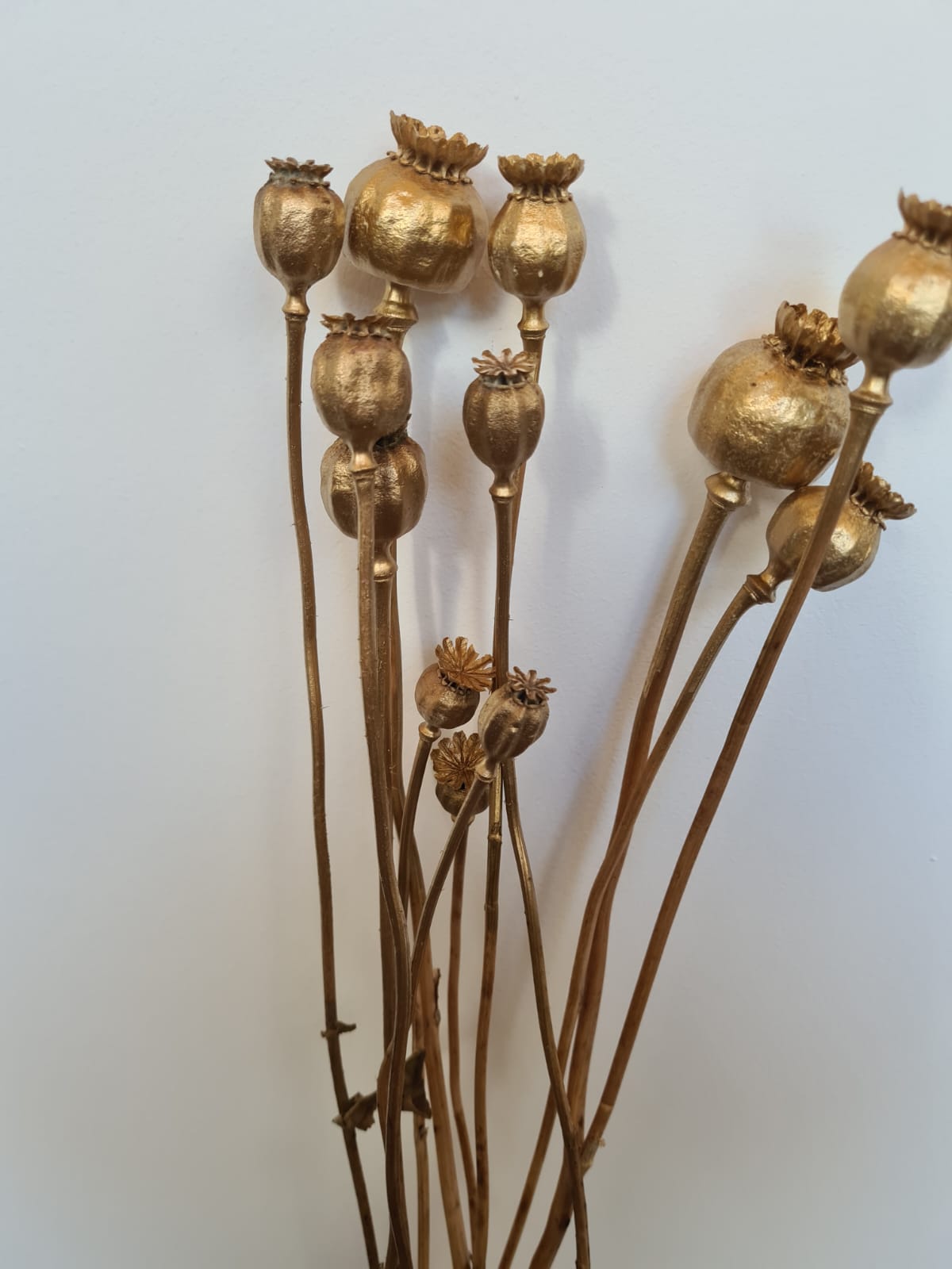 dried poppy heads - gold
