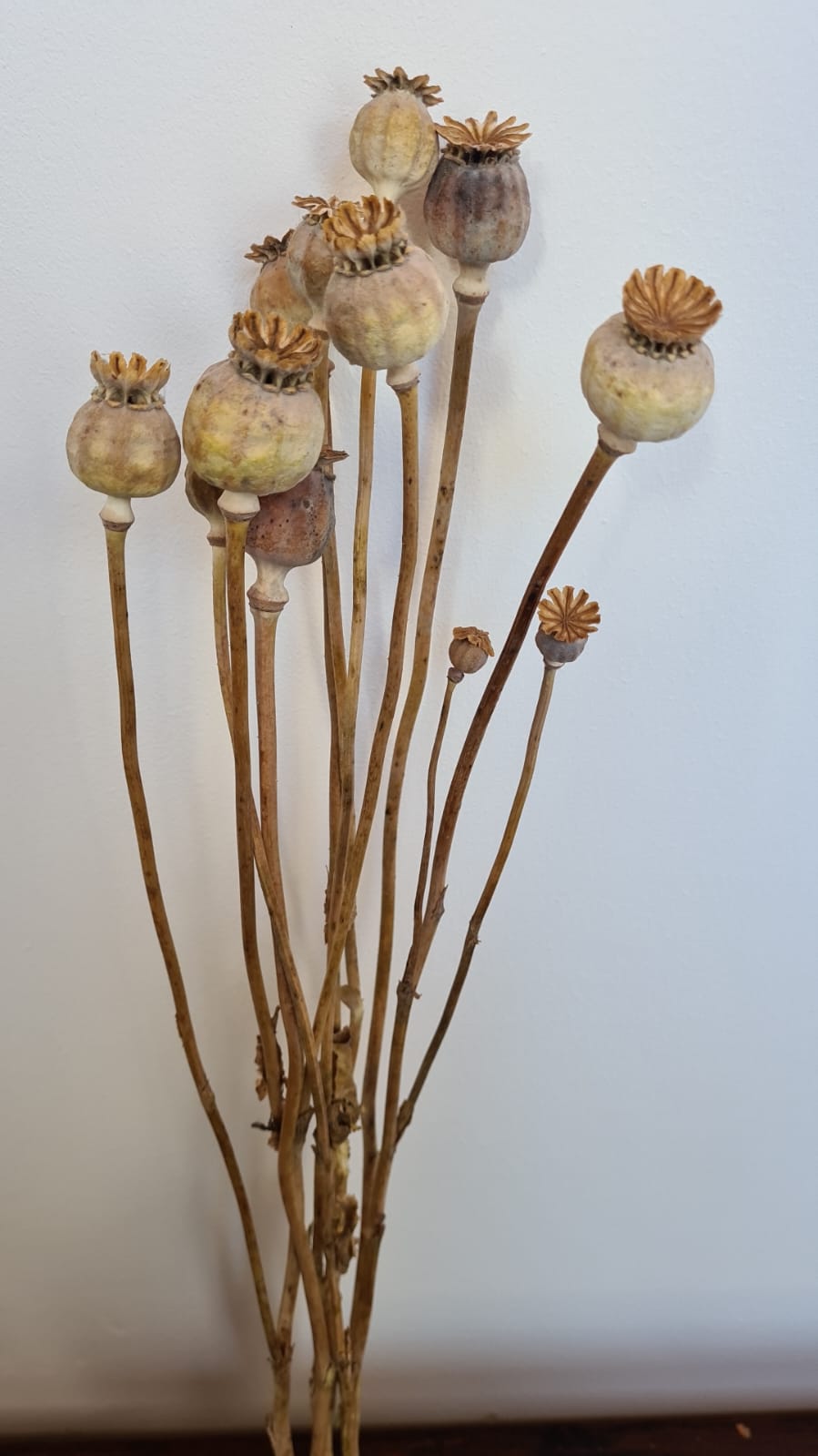 dried poppy heads - natural