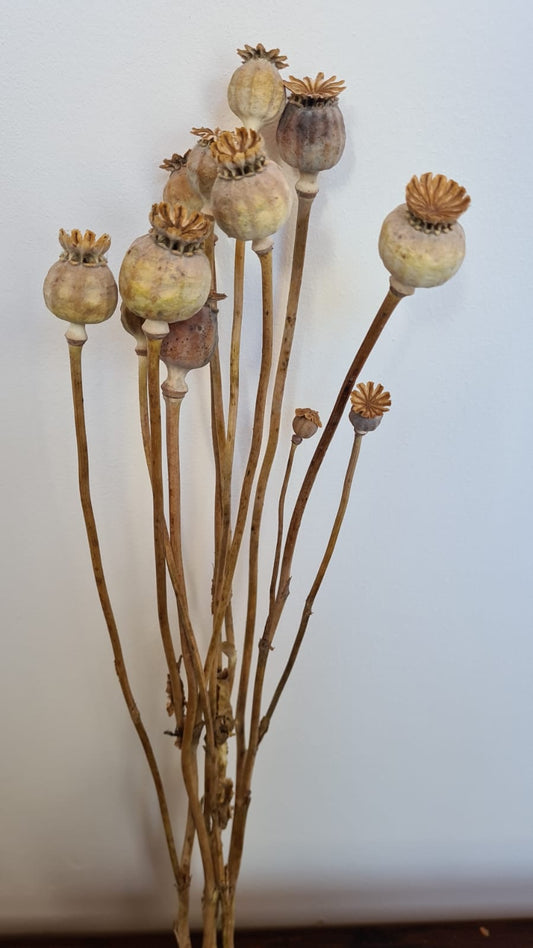 dried poppy heads - natural